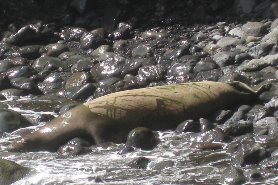 ../image/hawaii tropical botanical garden - seal 1.jpg